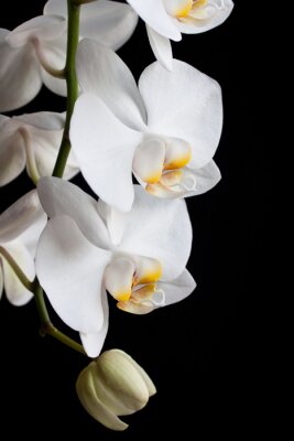 Papier peint  Orchidées blanches sur fond noir