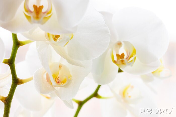 Papier peint  Orchidées blanches tendance