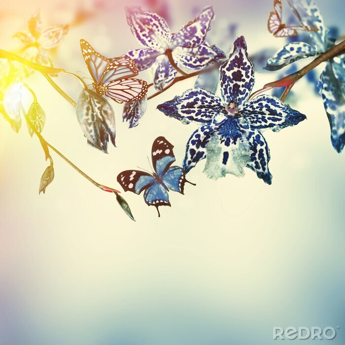 Papier peint  Orchidées bleues et papillons sur le ciel