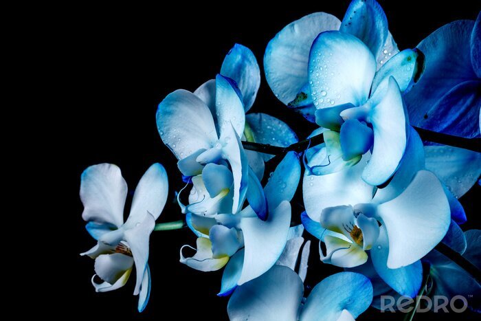 Papier peint  Orchidées bleues sur fond noir
