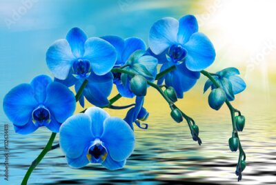 Papier peint  Orchidées bleues sur une mer calme