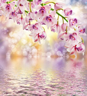 Papier peint  Orchidées colorées au bord de l'eau