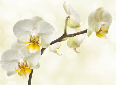 Papier peint  Orchidées en fleurs