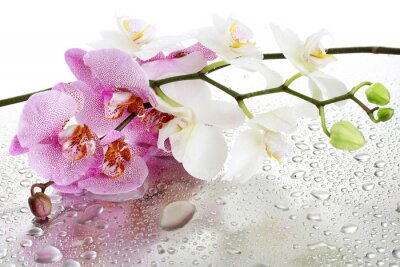 Papier peint  Orchidées et gouttes d'eau