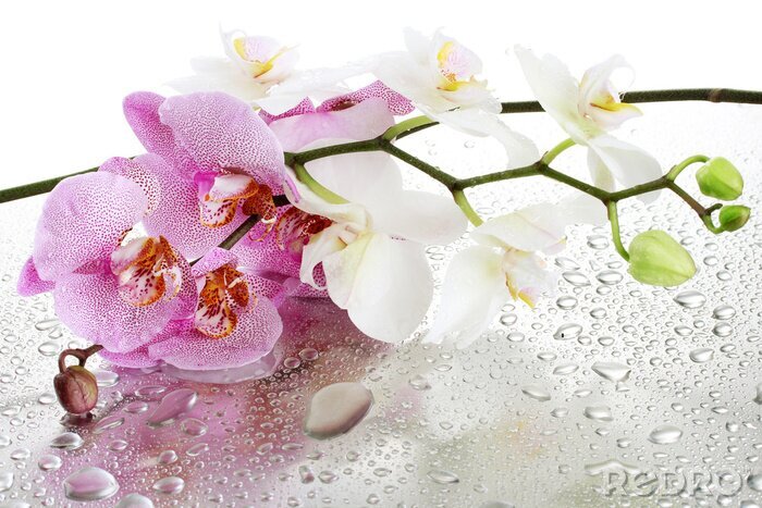 Papier peint  Orchidées et gouttes d'eau