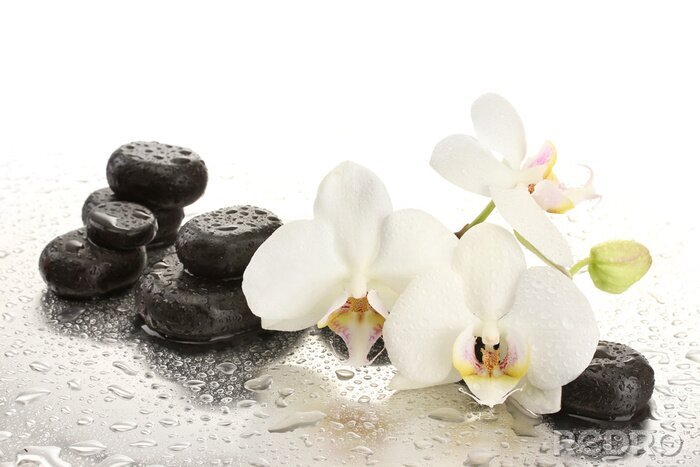 Papier peint  Orchidées et pierres lisses arrosées d'eau