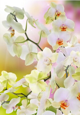 Papier peint  Orchidées japonaises dans le jardin