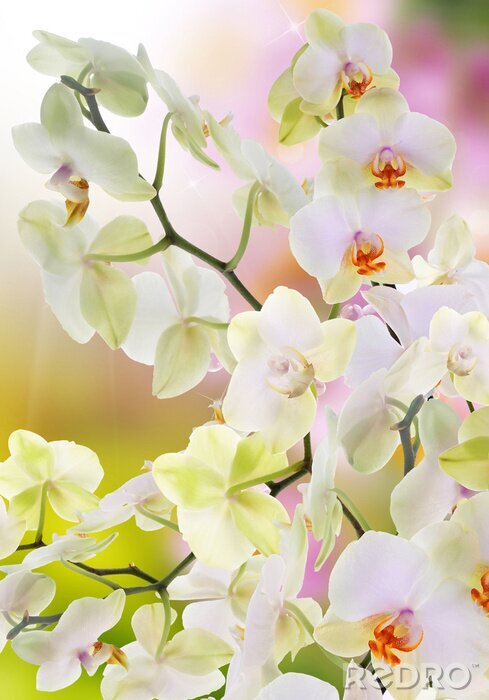 Papier peint  Orchidées japonaises dans le jardin