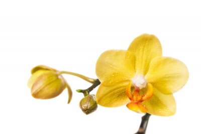 Papier peint  Orchidées jaunes avec les bourgeons