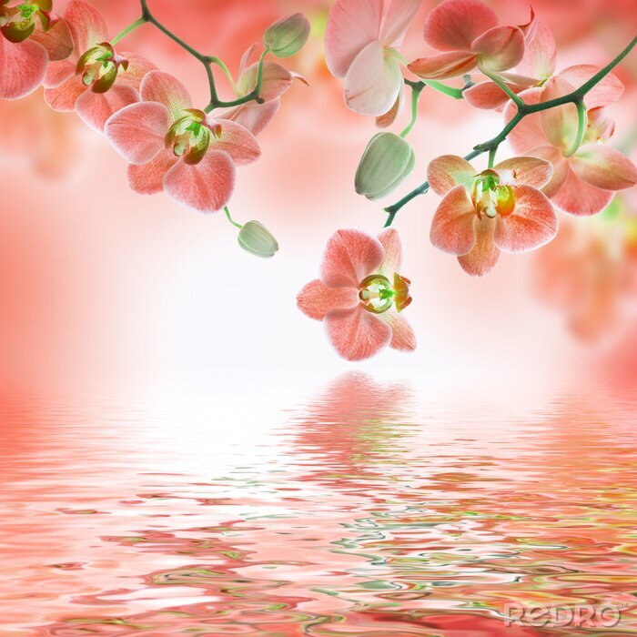 Papier peint  Orchidées rose pâle au bord de l'eau