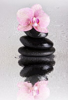 Papier peint  Orchidées roses, pierres et gouttes d'eau