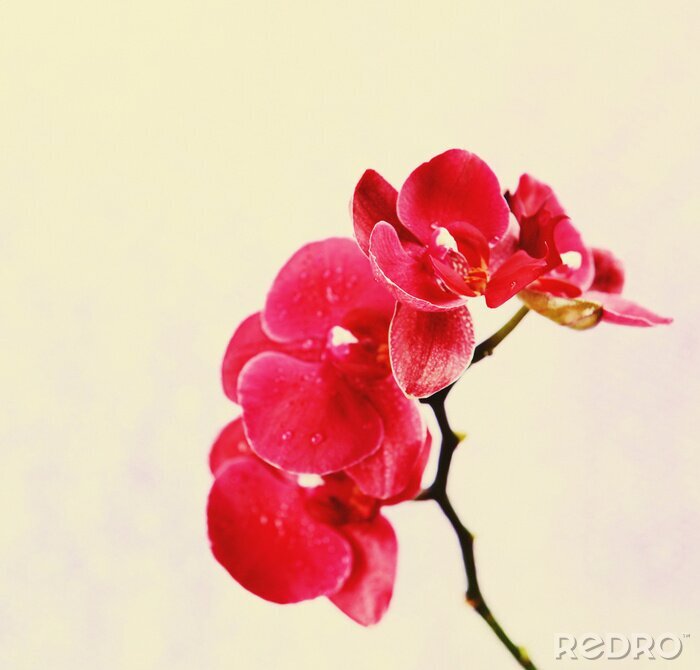 Papier peint  Orchidées roses sur un fond pastel