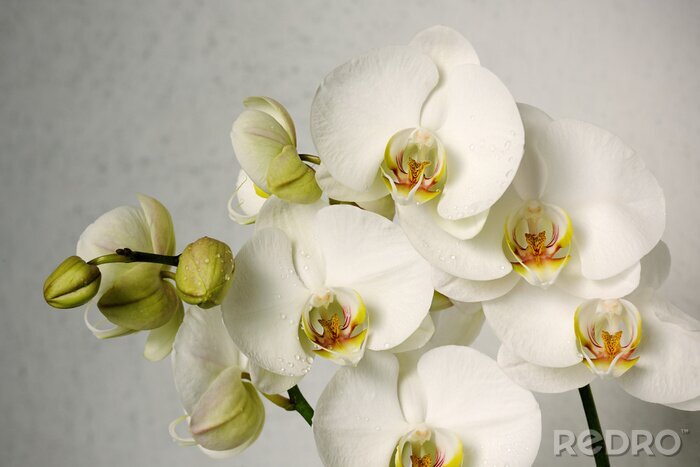 Papier peint  Orchidées tendance sur fond gris