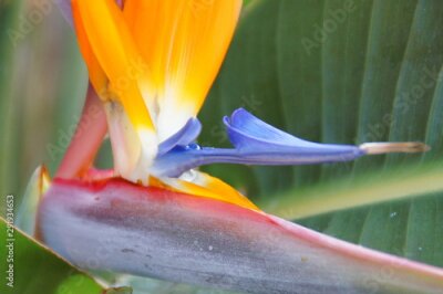 Papier peint  original royal strelitzia flower growing in natural habitat in the ogora in close-up