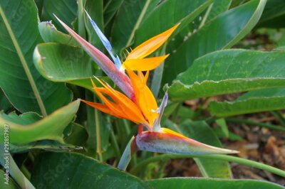 Papier peint  original royal strelitzia flower growing in natural habitat in the ogora in close-up