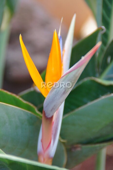 Papier peint  original royal strelitzia flower growing in natural habitat in the ogora in close-up