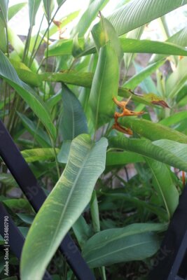 Papier peint  ornamental plant with long green leaves called Strelitzia reginae