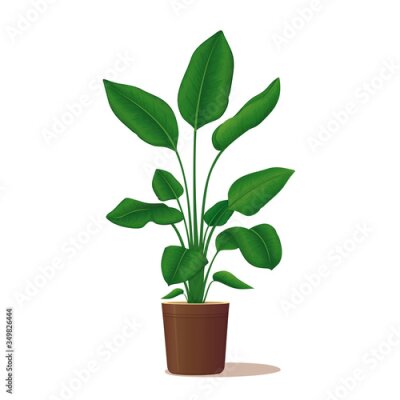 Papier peint  Ornamental potted plant. Home decor. Vector illustration. Bird of paradise plant, strelitzia isolated on a white background. Indoor design elements.