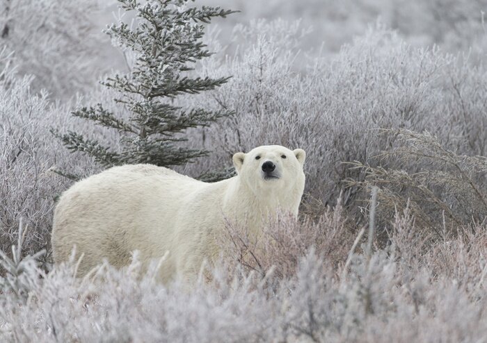 Papier peint  Ours blanc dans la prairie