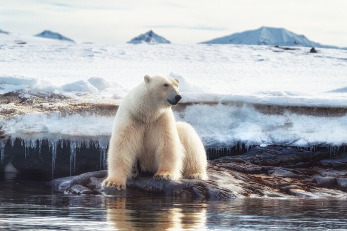 Papier peint  Ours blanc sur la glace
