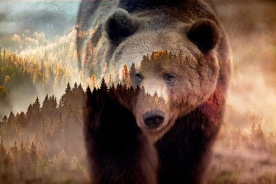 Papier peint  Ours brun et paysage forestier