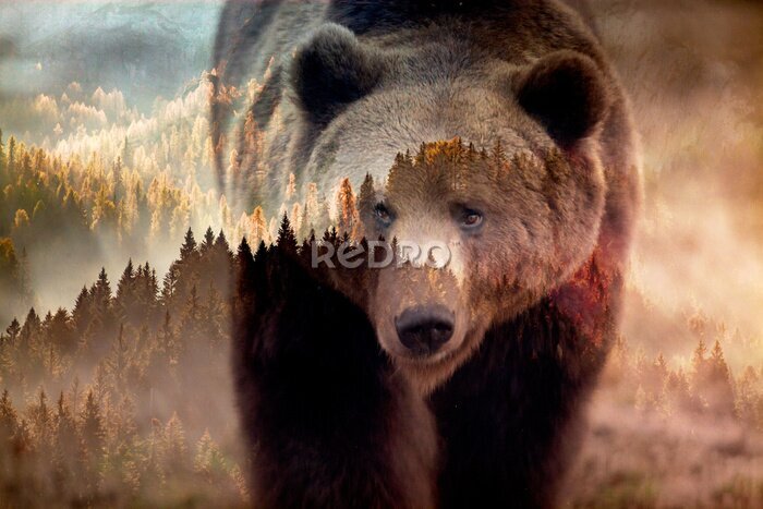 Papier peint  Ours brun et paysage forestier