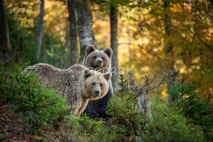Papier peint  Ours bruns dans la forêt d&#39;automne