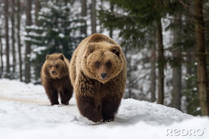 Papier peint  Ours de famille dans la forêt d'hiver
