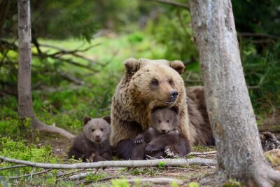 Ours et petits ours
