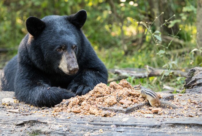 Papier peint  Ours noir dans la forêt