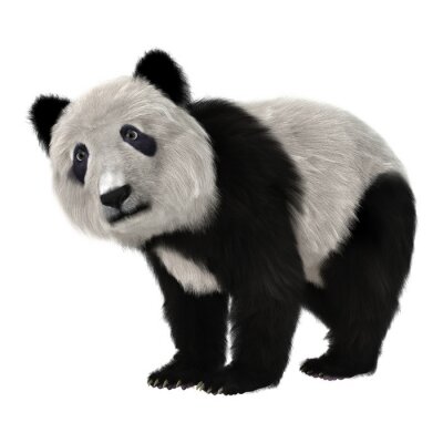 Papier peint  Ours panda