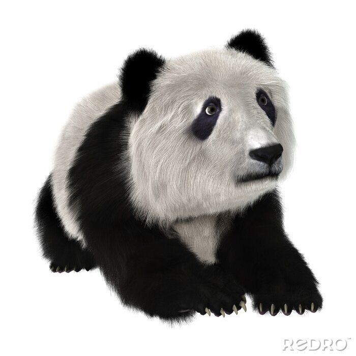 Papier peint  Ours panda couché