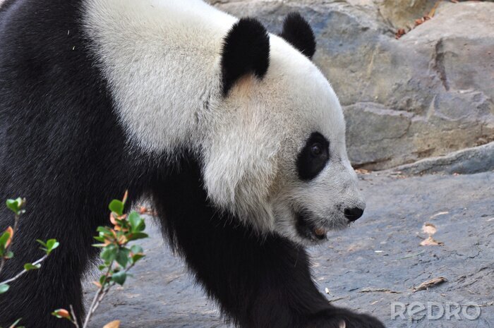 Papier peint  Ours panda géant reposant sur la pierre. Close up.
