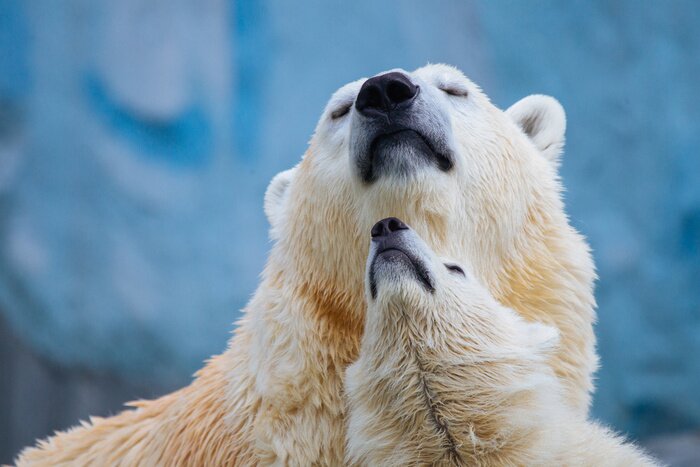 Papier peint  Ours polaire avec ourson