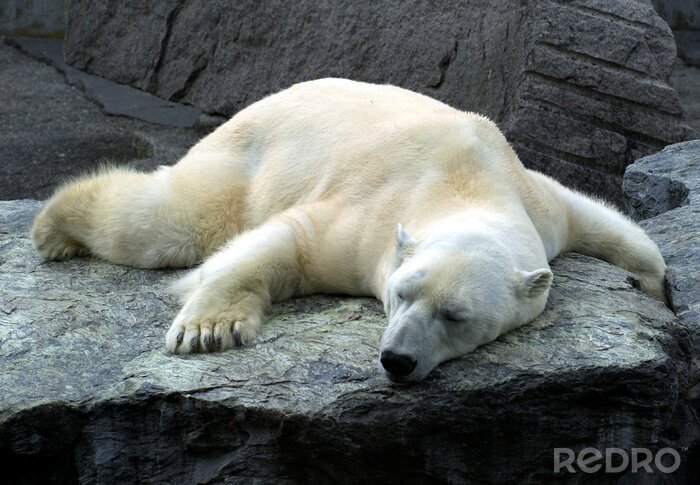 Papier peint  Ours polaire dormant sur un rocher