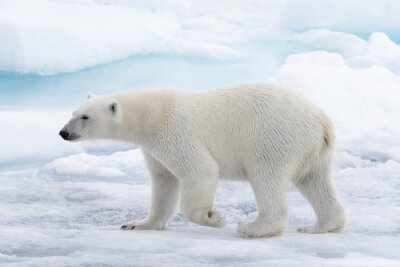 Ours polaire sauvage allant dans l'eau sur la banquise dans la mer arctique