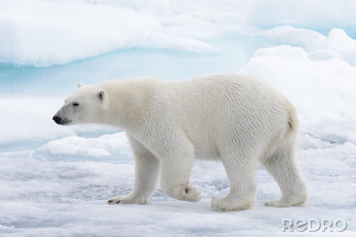 Papier peint  Ours polaire sauvage allant dans l'eau sur la banquise dans la mer arctique
