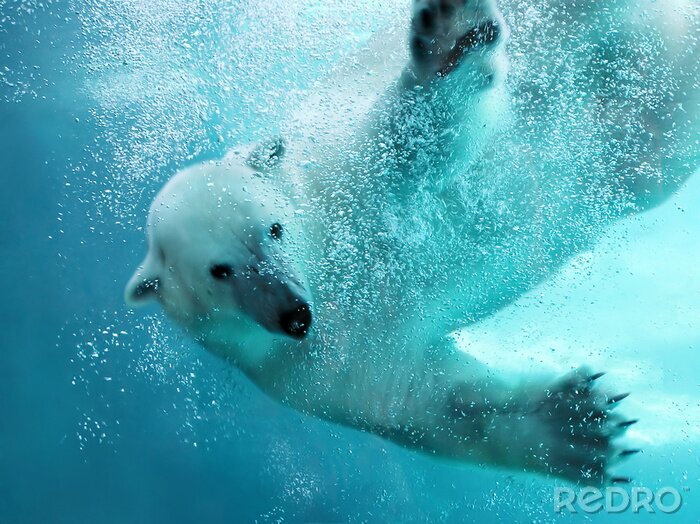 Papier peint  Ours polaire sous l'eau