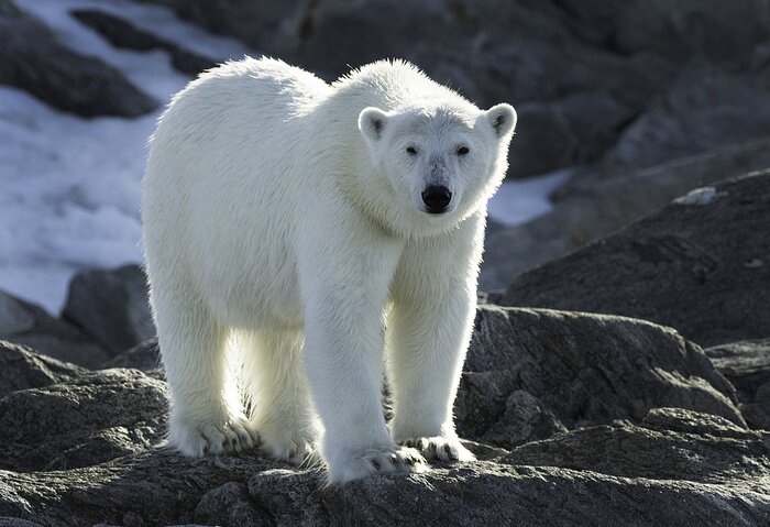 Papier peint  Ours polaire sur les rochers gris