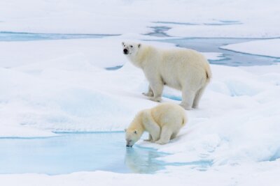 Ours polaire (Ursus maritimus) mère et petit sur la banquise, ni