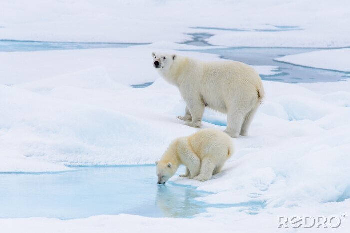 Papier peint  Ours polaire (Ursus maritimus) mère et petit sur la banquise, ni