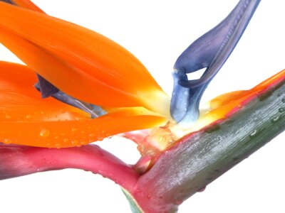 Papier peint  ous Strelitzia oiseau de paradis