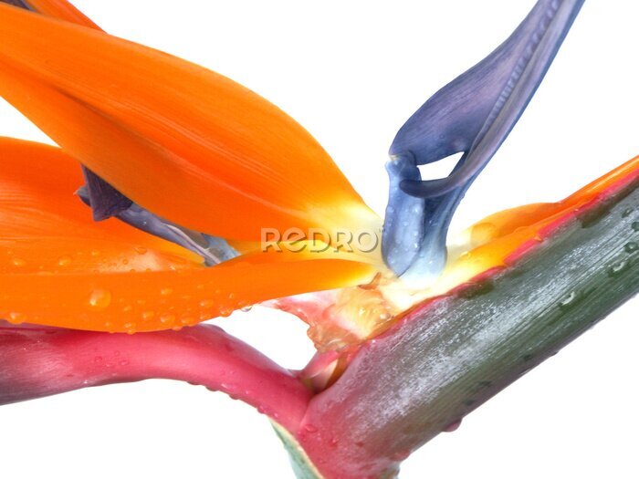 Papier peint  ous Strelitzia oiseau de paradis