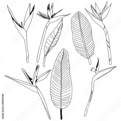 Papier peint  Outline Strelitzia royal se. Flower bird of Paradise. element for coloring book. Flower of Los Angeles. Isolated on white background, flat style. Strelitzia reginae L. Realistic floral doodle