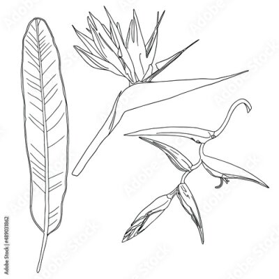 Papier peint  Outline Strelitzia royal se. Flower bird of Paradise. element for coloring book. Official flower of Los Angeles. Isolated on white background, flat style. Strelitzia reginae L. Realistic floral doodle