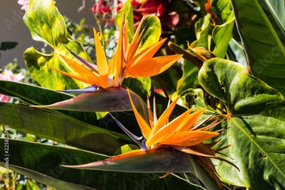 Papier peint  Paire d'oiseaux de paradis Strelitzia fleurs plantes