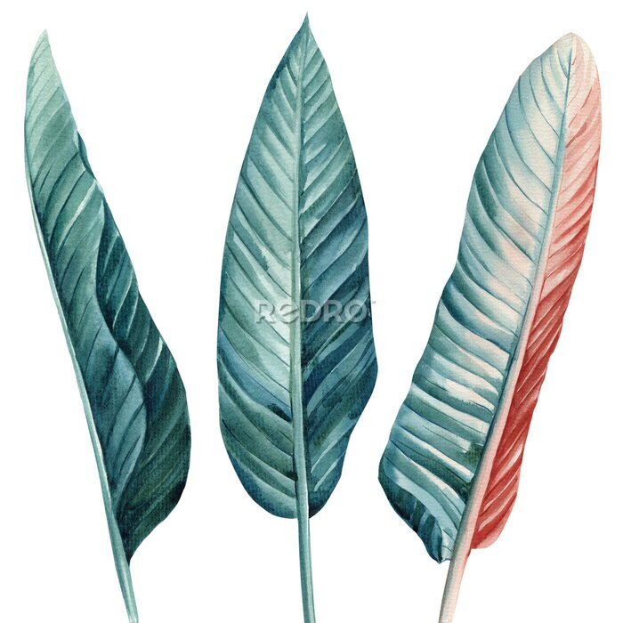Papier peint  Palm leaf set on isolated background, watercolor botanical painting, hand drawn. Strelitzia Leaves 