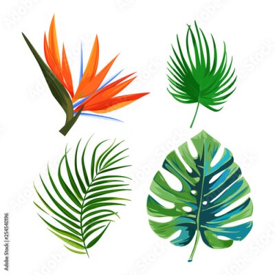 Papier peint  Palm leaves, flower bird of paradise strelitzia and monstera leaf. Isolated plants on white background.