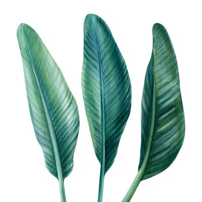 Papier peint  Palm leaves on isolated white background, watercolor illustration, Strelitzia 