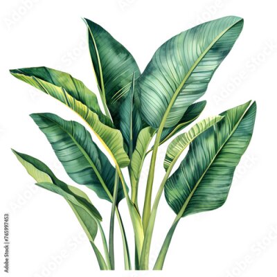 Papier peint  Palm leaves, summer set, watercolor botanical painting